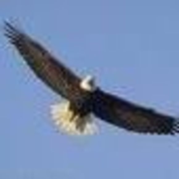 Meet your Posher, Echol - Picture 1 of 1